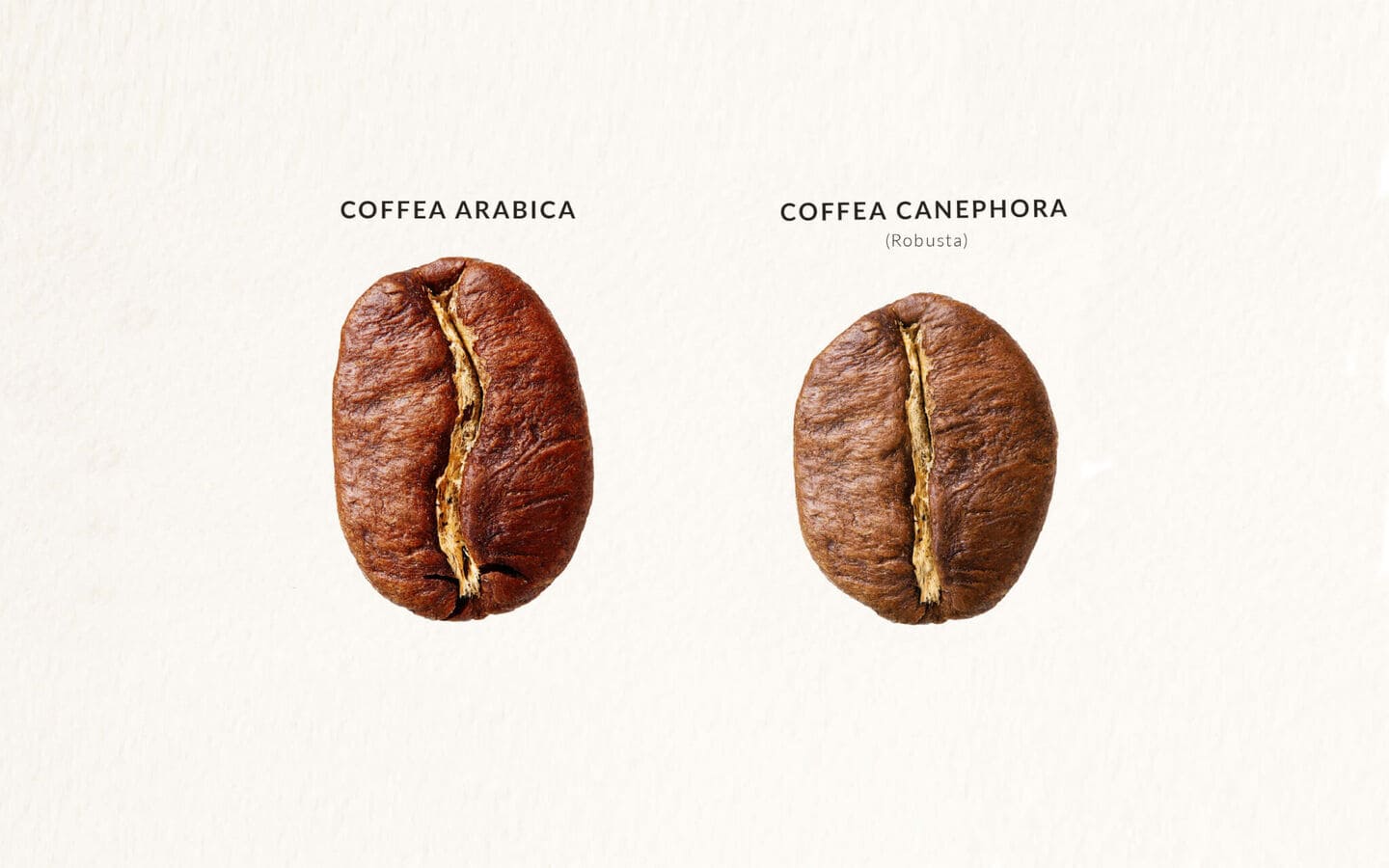 ԱՐԱԲԻԿԱ ԹԵ՞ ՌՈԲՈՒՍՏԱ – Coffee Plus